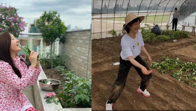 同是种菜差距大！一个接地气一个太做作千亿球友会40岁孙俪和51岁杨钰莹(图2)