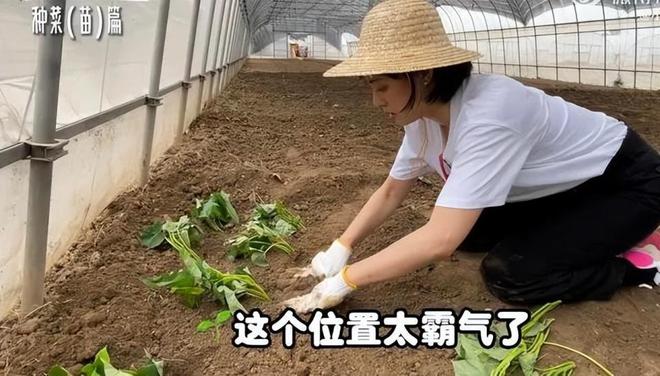 同是种菜差距大！一个接地气一个太做作千亿球友会40岁孙俪和51岁杨钰莹(图6)